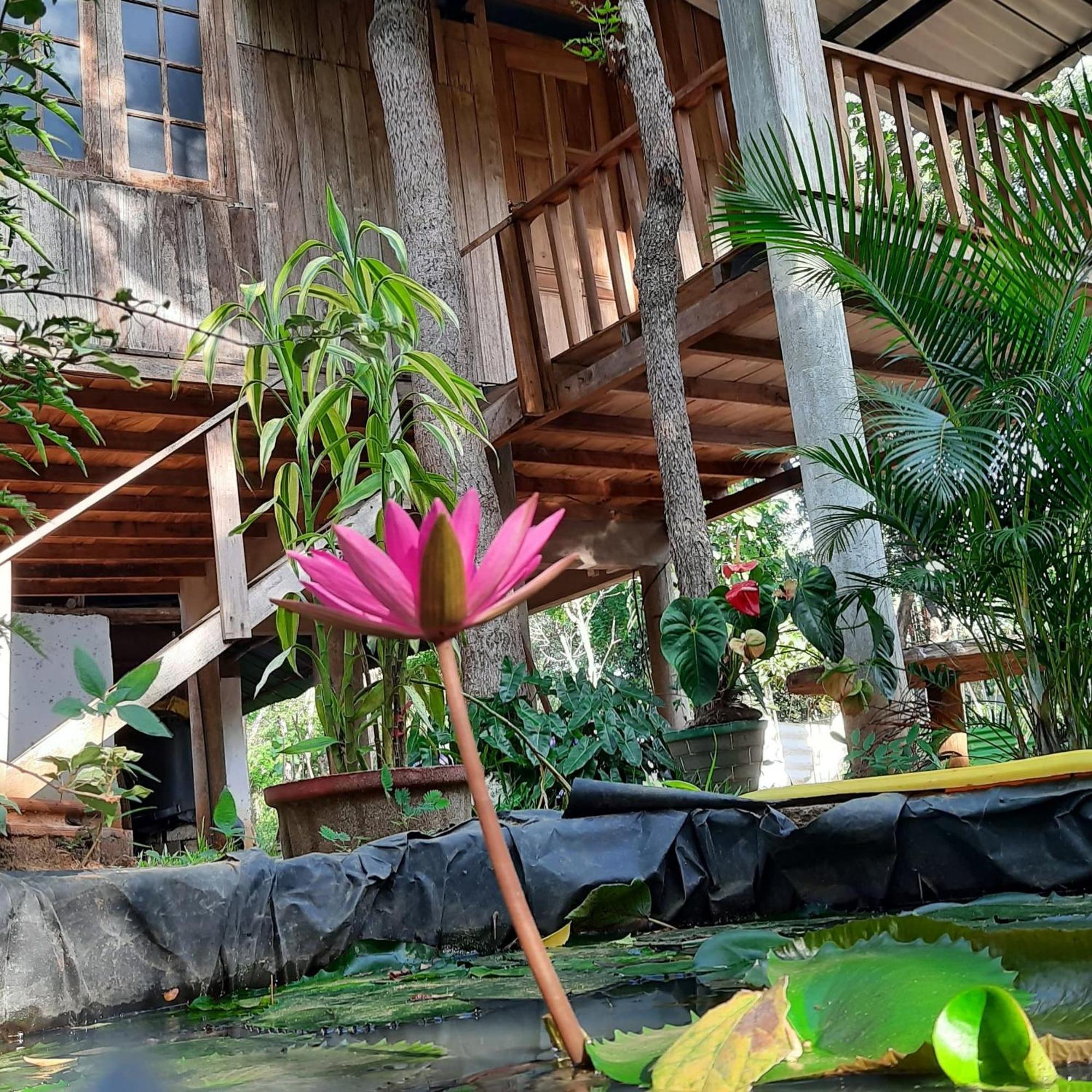 Ruk Sewana Villa Tree House Sigiriya Dış mekan fotoğraf
